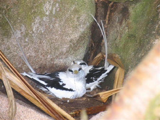 Pair of white-tailed tropicbird on the nest