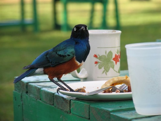 Superb starling stealing food