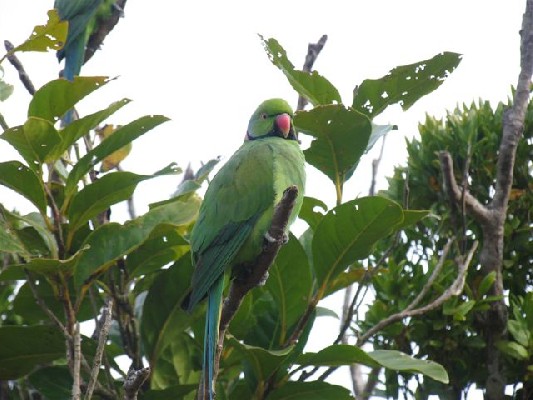 Mauritius (echo) Parakeet