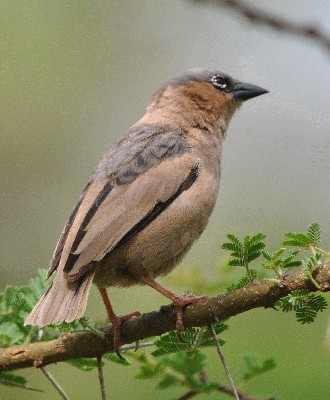 Grey-capped Social Weaver