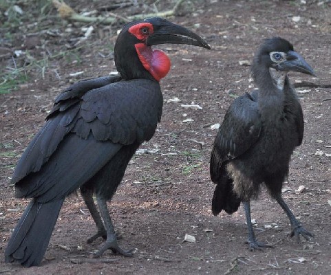 Southern Ground Hornbills early in the morning