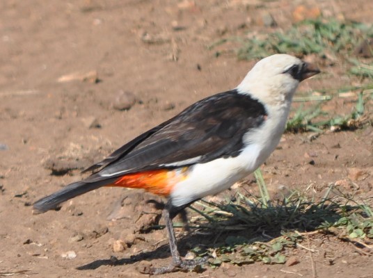While-headed buffalo weaver