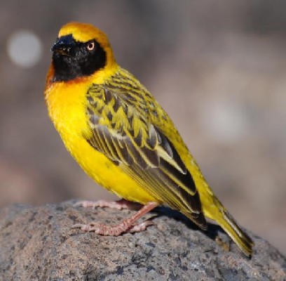 Speke's Weaver
