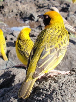 Speke's Weaver 