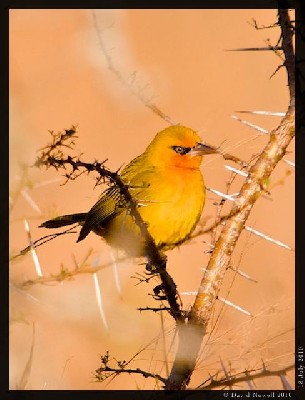 A spectacled weaver warming in the early morning sun
