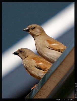A pair of southern grey-headed sparrow.