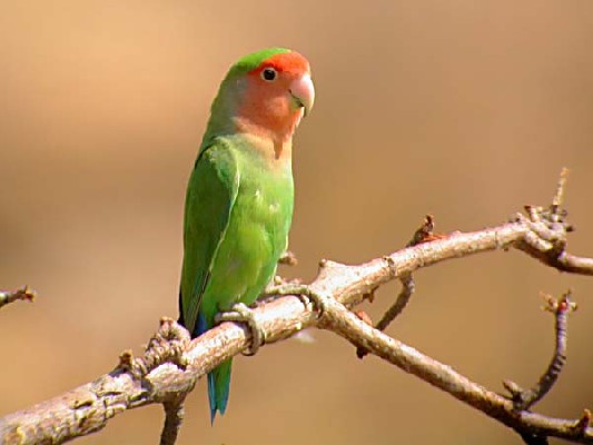 Rosy-faced Lovebird - from the Avian Adventures tour in Namibia