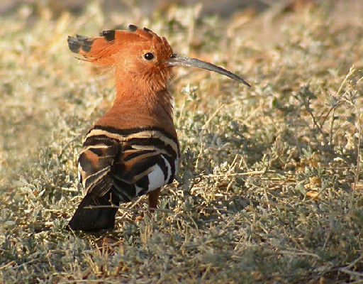 African Hoopoe from Avian Adventures tour in Namibia
