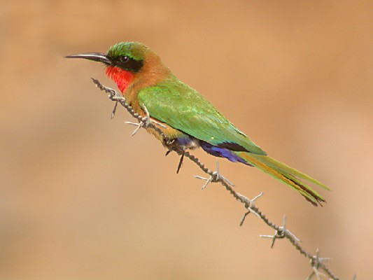 Red-throated Bee-eater from Avian Adventures tour in The Gambia