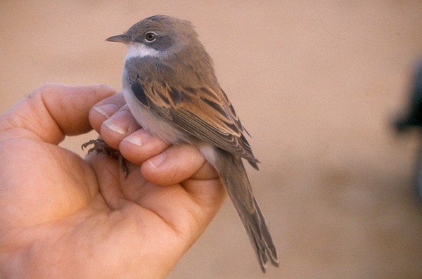 Common Whitethroat - in the hand