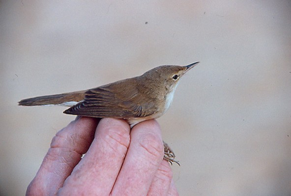 Eurasian Reed Warbler - in the hand