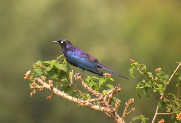 Ruppell's Glossy Starling
