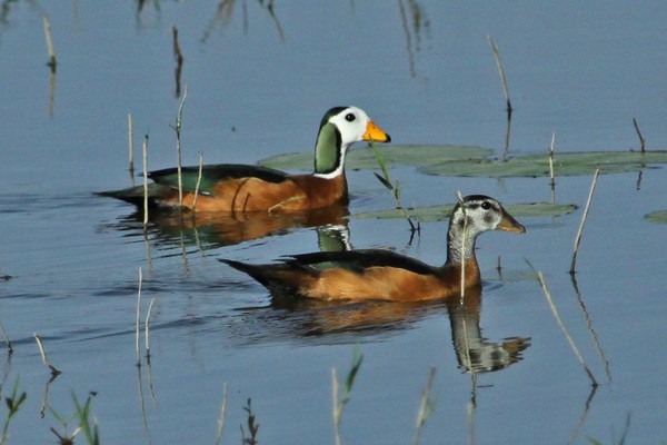 African Pygmy Geese - photographed on Avian Adventures 2011 tour