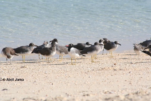 White-eyed Gulls