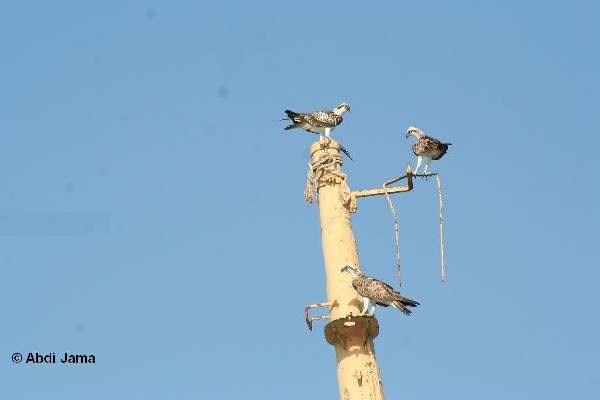 Osprey mom (topmost) & two juveniles on the mast of a an old marooned ship