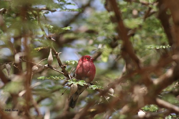 Red-Billed Firefinch: A contented fella!