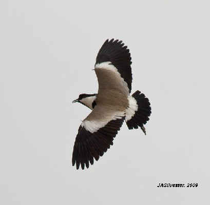 Spur-winged Lapwing (in flight)