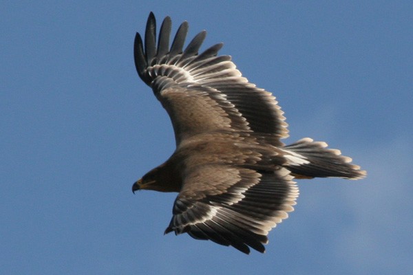 Steppe Eagle in flight
