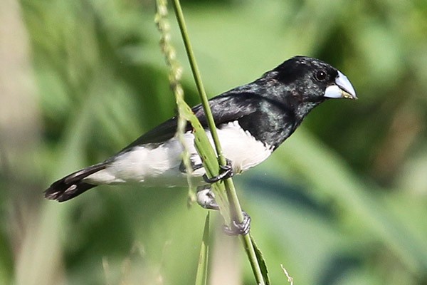 Black-and-White Mannikin ssp bicolor