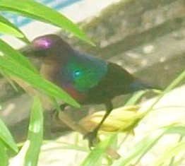 Splendid Sunbird ready to suck nectar