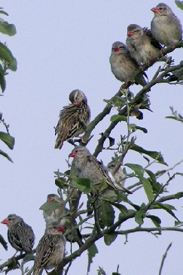 Red-billed Quelea