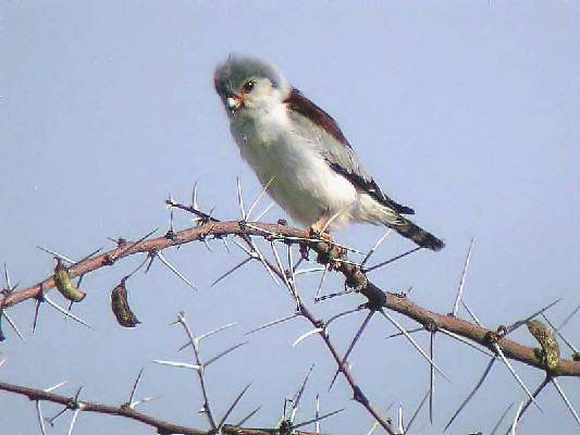Pygmy falcon-Polihierax semitorquatus