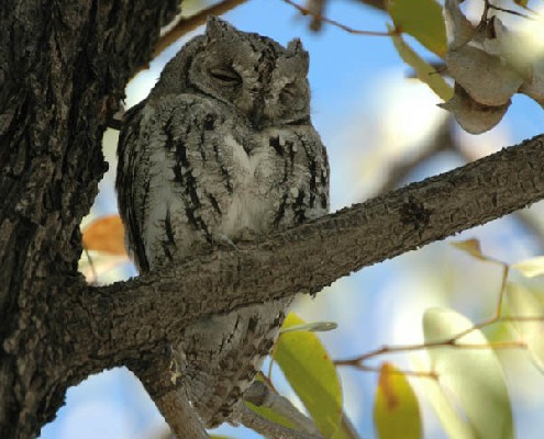 Africa Scops Owl