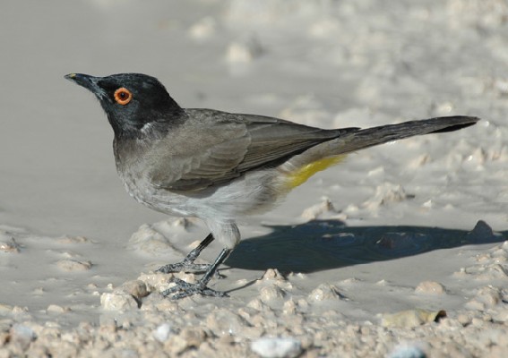 African Red-eyed Bulbul