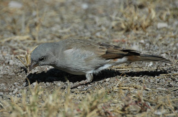 Southern Grey-headed Sparrow
