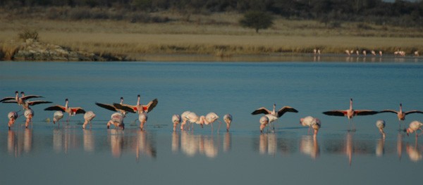 Lesser Flamingo