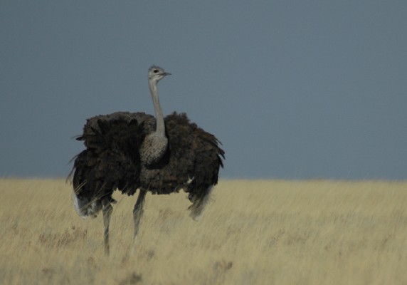 Ostrich