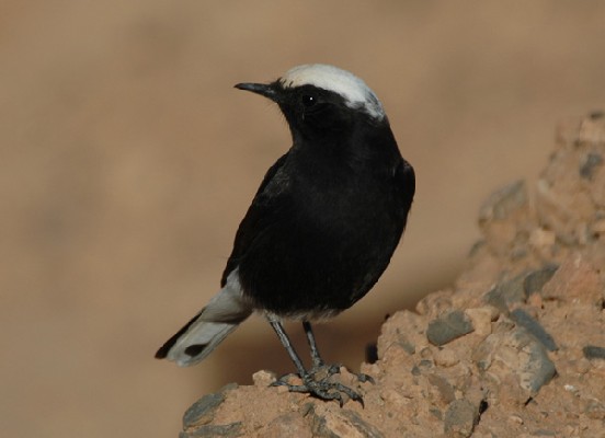 White-crowned Black Wheatear