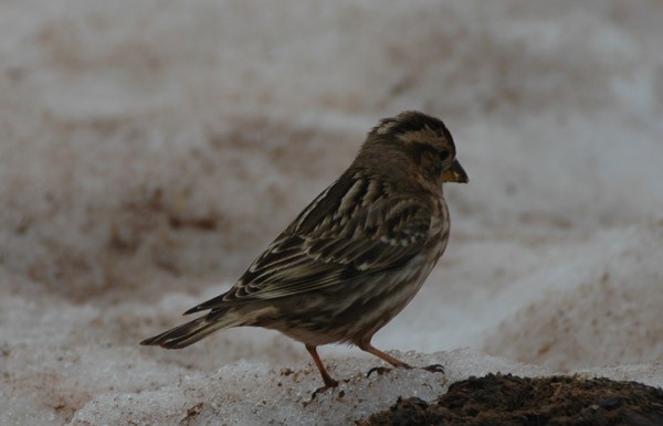 Rock Sparrow