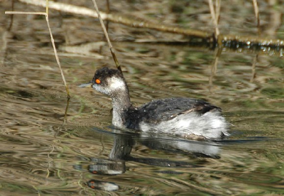 Black-necked Grebe