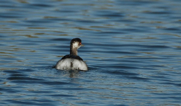 Black-necked Grebe