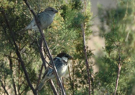 Spanish Sparrows