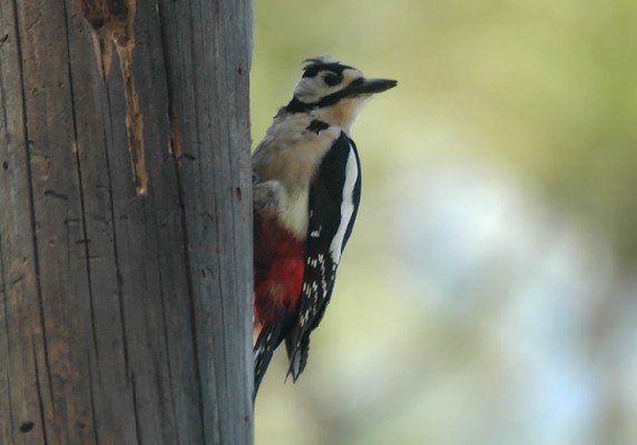 Great Spotted Woodpecker spp thanneri