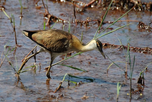 African Jaçana Juvenile