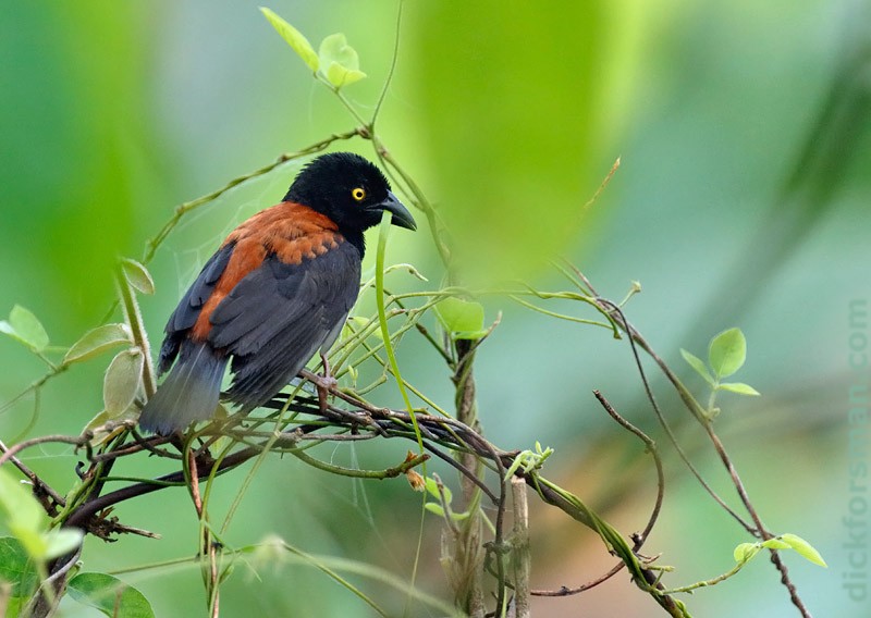 Chestnut-and-black Weaver