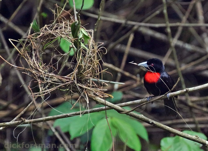 Blue-billed Malimbe