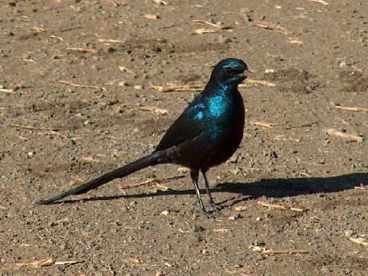 Meves's Long-tailed Starling