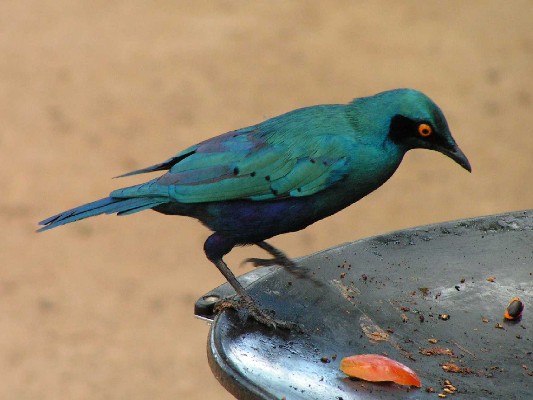 Greater Blue-Eared Starling