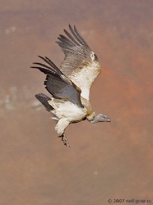 Cape Vulture take-off