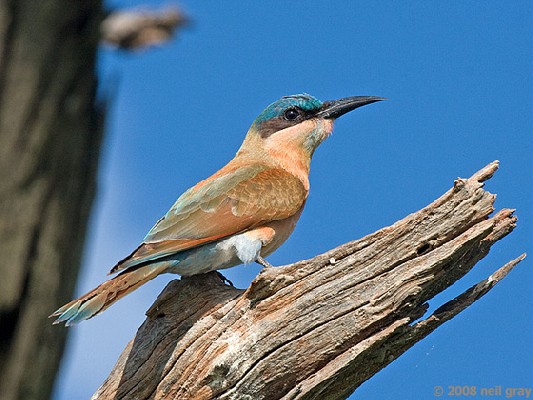 Southern Carmine Bee-Eater