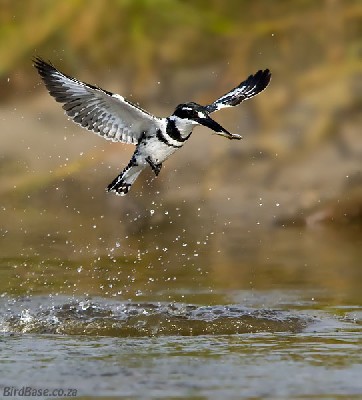Ceryle rudis; Pied Kingfisher; bird; in flight; with catch; fish; flying; feeding; wing; wingspread;