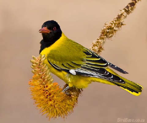 Black-headed Oriole; birds; feeding; flower; aloe; perched; wing; bird; environment; close up; wild bird; © Basie