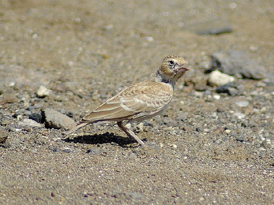 Black-crowned Sparrow Lark