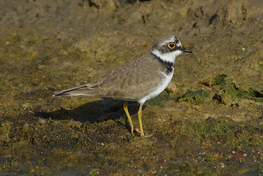 Little Ringed Plover probable