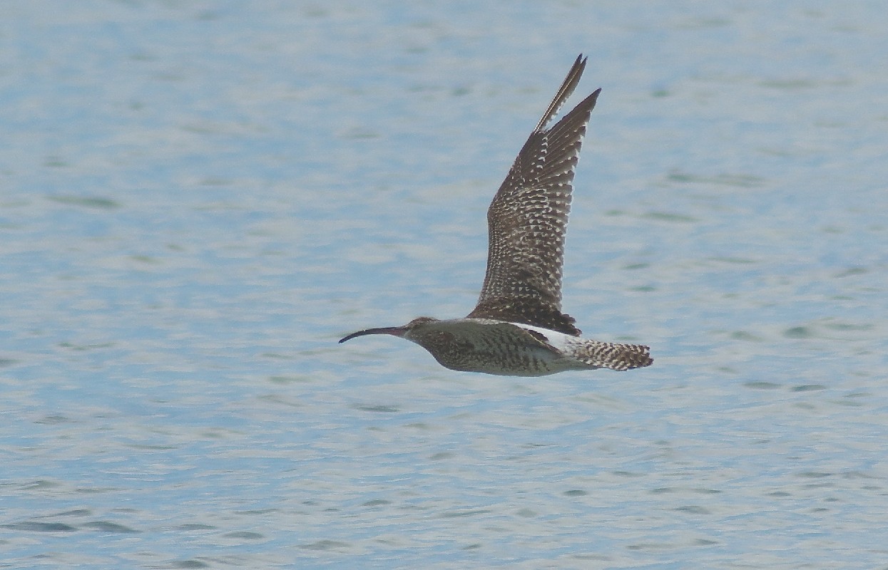 Whimbrel probable adult