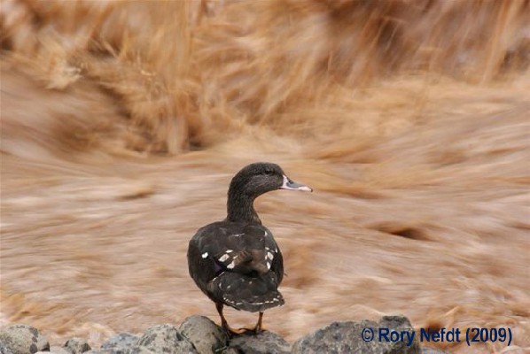 African Black Duck, Addis Ababa